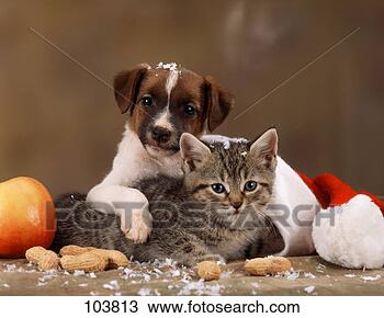 Stock Fotó - macska, domestic-cat,  cica, kutya, kutyus.  fotosearch - keress  fotók képek és  fotó clipart