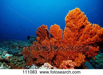 Hazır Fotoğraf - mercan,  fan-coral. 
fotosearch - foto, 
resim, görüntü 
ve foto klipart 
ara