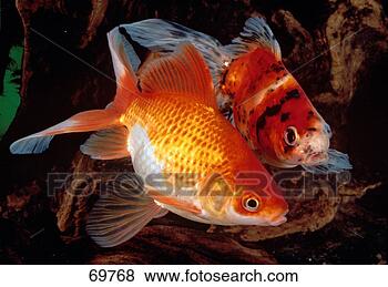 Banco de Imagem - peixe,  goldfish. 
fotosearch - busca 
de fotos, imagens 
e clipart