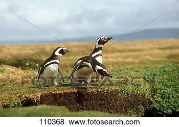 Hazır Fotoğraf - penguen,  magellanic. 
fotosearch - foto, 
resim, görüntü 
ve foto klipart 
ara