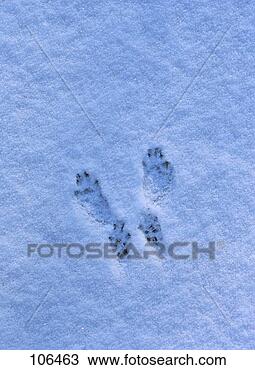 Hazır Fotoğraf - sincap. fotosearch 
- foto, resim, 
görüntü ve foto 
klipart ara