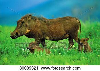 Stock Photography - african, juniors, 
aethiopicus, sus 
scrofa, sus, animal, 
africa. fotosearch 
- search stock 
photos, pictures, 
images, and photo 
clipart