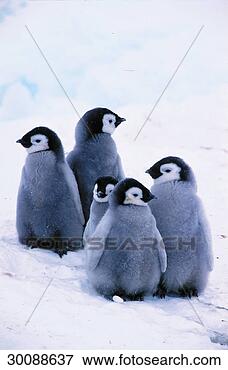 Picture - antarctic, juniors, 
animals, animal, 
spheniscidae, 
band, aptenodytes. 
fotosearch - search 
stock photos, 
pictures, images, 
and photo clipart