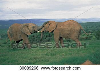 Stock Photo - attack, juniors, 
animals, animal, 
african, attacking, 
africa. fotosearch 
- search stock 
photos, pictures, 
images, and photo 
clipart