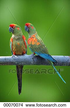 Stock Photo - bird, juniors, 
animals, animal, 
red-fronted macaw, 
ara rubrogenys. 
fotosearch - search 
stock photos, 
pictures, images, 
and photo clipart