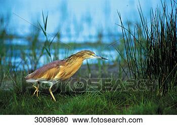 Stock Photography - birds, juniors, 
bird, animals, 
animal, bittern, 
ardeidae. fotosearch 
- search stock 
photos, pictures, 
images, and photo 
clipart
