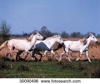 Hazır Fotoğraf - camargue,  camargue, 
 at,  camargue, 
 atlar,  camargue-horse. 
fotosearch - foto, 
resim, görüntü 
ve foto klipart 
ara