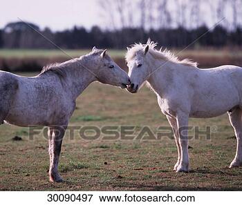 Foto - camargue,  camargue, 
 cavalo,  camargue, 
 cavalos,  camargue-horse. 
fotosearch - busca 
de fotos, imagens 
e clipart
