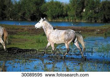 Stock Image - camargue,  camargue 
horse,  camargue 
horses,  camargue-horse. 
fotosearch - search 
stock photos, 
pictures, images, 
and photo clipart