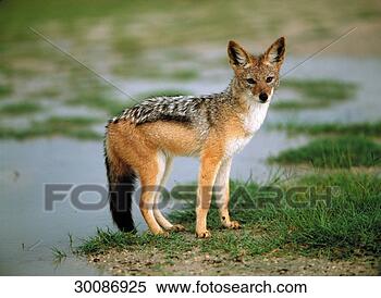 Stock Image - canis, canis mesomelas, 
juniors, animal, 
animals, backed, 
black. fotosearch 
- search stock 
photos, pictures, 
images, and photo 
clipart