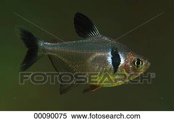 Stock Image - characidae,  characinae, 
 hyphessobrycon, 
 juniors,  animal. 
fotosearch - search 
stock photos, 
pictures, images, 
and photo clipart