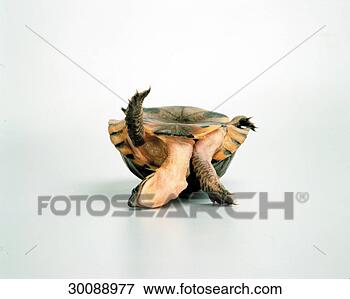 Picture - chelonia, juniors, 
testudines, animal, 
animals, arise, 
arising. fotosearch 
- search stock 
photos, pictures, 
images, and photo 
clipart