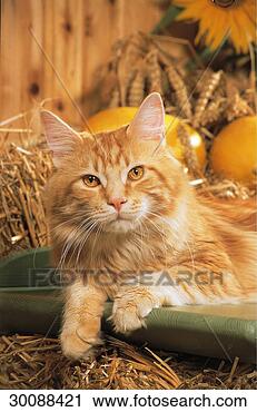 Stock Photography - coon, coons, juniors, 
main, main-coon, 
maine, maine-coon. 
fotosearch - search 
stock photos, 
pictures, images, 
and photo clipart