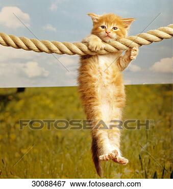 Picture - coon, coons, juniors, 
main, main-coon, 
maine, maine-coon. 
fotosearch - search 
stock photos, 
pictures, images, 
and photo clipart