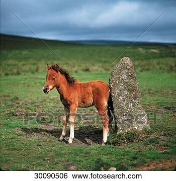 Hazır Fotoğraf - dartmoor,  dartmoor, 
 midilliler,  
dartmoor,  midilli, 
 juniors. fotosearch 
- foto, resim, 
görüntü ve foto 
klipart ara