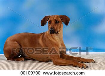 Stock Photography - dogs, juniors, 
rhodesian, rhodesien, 
ridgeback, ridgebacks, 
animal. fotosearch 
- search stock 
photos, pictures, 
images, and photo 
clipart