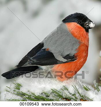 Stock Photo - eurasian, juniors, 
animal, animals, 
bird, birds. fotosearch 
- search stock 
photos, pictures, 
images, and photo 
clipart
