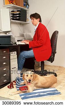 Stock Image - golden, juniors, 
retriever, animal, 
animals, bureau. 
fotosearch - search 
stock photos, 
pictures, images, 
and photo clipart