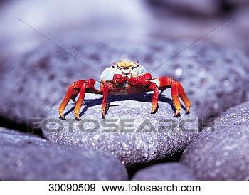 Arquivo Fotográficos - grapsidae,  juniors, 
 animal,  animais, 
 carangueijo. 
fotosearch - busca 
de fotos, imagens 
e clipart