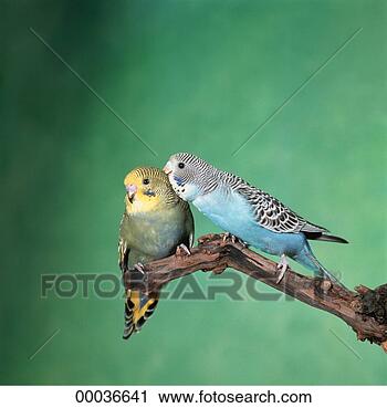 junioren-dier-dieren_~00036641.jpg