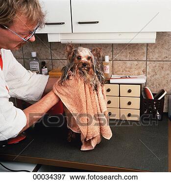 junioren-terrier-yorkshire_~00034397.jpg