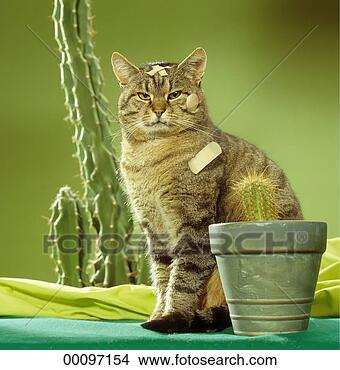Stock Photo - juniors, adhesive, 
aid, animal, animals, 
band. fotosearch 
- search stock 
photos, pictures, 
images, and photo 
clipart