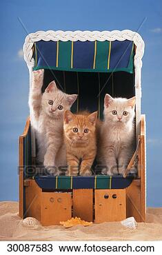 Stock Photo - juniors, afield, 
ahead, animal, 
animals. fotosearch 
- search stock 
photos, pictures, 
images, and photo 
clipart