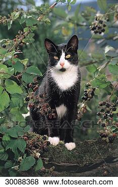 Stock Photo - juniors, afield, 
ahead, animal, 
animals, berries. 
fotosearch - search 
stock photos, 
pictures, images, 
and photo clipart
