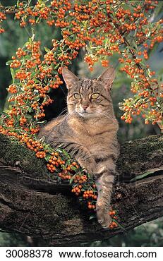 Stock Photo - juniors, afield, 
ahead, animal, 
animals, bough, 
boughs. fotosearch 
- search stock 
photos, pictures, 
images, and photo 
clipart