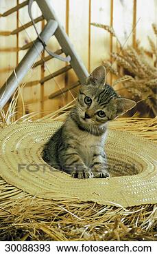 Stock Photo - juniors, afield, 
animal, animals, 
barnyard, cat, 
cats. fotosearch 
- search stock 
photos, pictures, 
images, and photo 
clipart