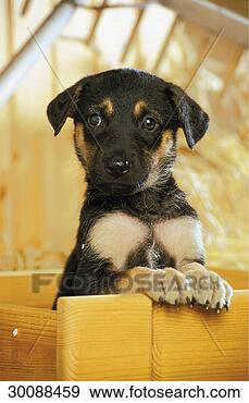 Stock Photograph - juniors, ahead, 
animal, animals, 
babies, baby, 
cub. fotosearch 
- search stock 
photos, pictures, 
images, and photo 
clipart
