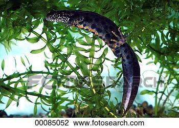 Banco de Imagem - juniors,  animal, 
 animais,  newt, 
 newts. fotosearch 
- busca de fotos, 
imagens e clipart