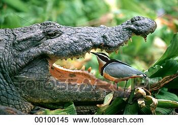 Stock Image of Juniors, animal, animals, bird, birds, clean 00100145...