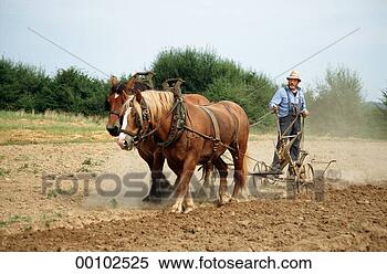 Stock Image of Juniors, animal, animals, field, field work, fields...