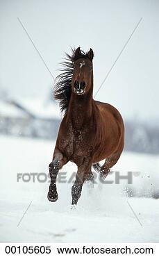 Stock Image - juniors, animal, 
animals, arabian, 
blooded, brown. 
fotosearch - search 
stock photos, 
pictures, images, 
and photo clipart