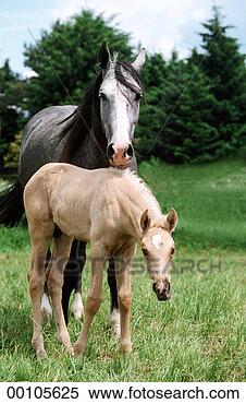 Stock Image - juniors, animal, 
animals, ape, 
apes, arabian, 
blood. fotosearch 
- search stock 
photos, pictures, 
images, and photo 
clipart