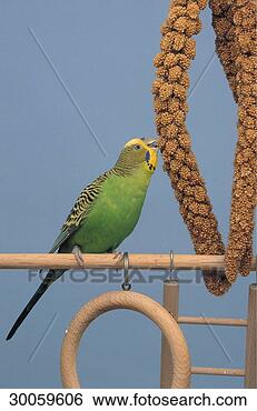 Stock Photo - juniors, animal, 
animals, bird, 
birds, budgerigar, 
budgerigars. fotosearch 
- search stock 
photos, pictures, 
images, and photo 
clipart