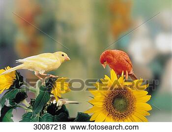 Stock Photo - juniors, animal, 
animals, bird, 
birds, canary, 
flower. fotosearch 
- search stock 
photos, pictures, 
images, and photo 
clipart