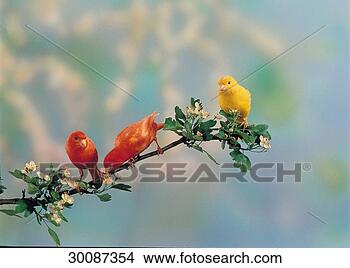 Stock Photo - juniors, animal, 
animals, bird, 
birds, bloom, 
blooming. fotosearch 
- search stock 
photos, pictures, 
images, and photo 
clipart