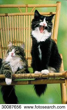 Stock Photo - juniors, animal, 
animals, apartment, 
apartments, basket, 
basket-chair. 
fotosearch - search 
stock photos, 
pictures, images, 
and photo clipart