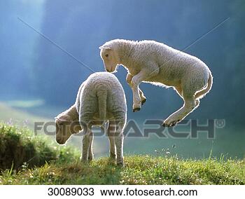 Stock Photo - juniors, animal, 
animals, emerging, 
juvenescent, lamb, 
lambs. fotosearch 
- search stock 
photos, pictures, 
images, and photo 
clipart