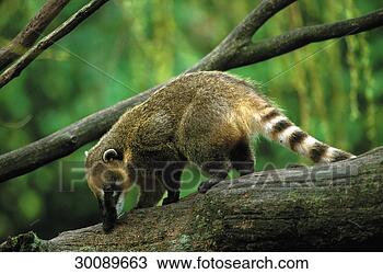 Stock Photo - juniors, animal, 
animals, bear, 
bears, bough, 
boughs. fotosearch 
- search stock 
photos, pictures, 
images, and photo 
clipart