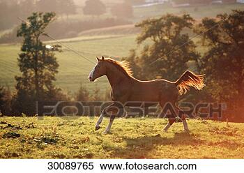 Stock Image - juniors, animal, 
animals, back, 
back light, backlight. 
fotosearch - search 
stock photos, 
pictures, images, 
and photo clipart