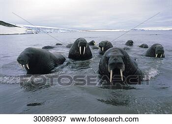 Picture - juniors, animal, 
animals, aqua, 
eau, group. fotosearch 
- search stock 
photos, pictures, 
images, and photo 
clipart
