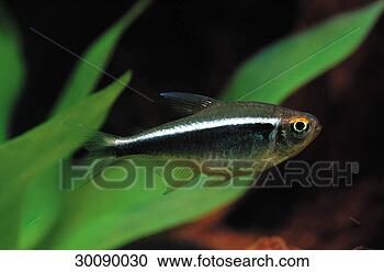 Stock Photography - juniors, animal, 
animals, aquaria, 
aquarium, aquatic, 
black. fotosearch 
- search stock 
photos, pictures, 
images, and photo 
clipart