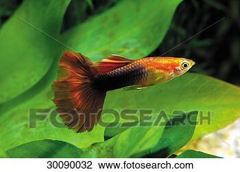 Stock Photo - juniors,  lebistes, 
 lebistes reticulatus, 
 poecilia,  poecilia. 
fotosearch - search 
stock photos, 
pictures, images, 
and photo clipart