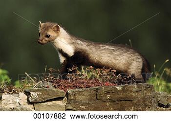 Stock Photo - juniors, martes, 
animal, animals, 
beech, collateral, 
edgeways. fotosearch 
- search stock 
photos, pictures, 
images, and photo 
clipart