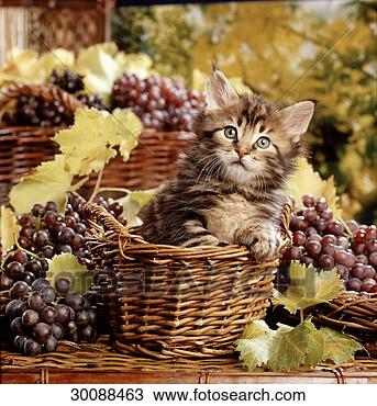 Stock Photo - juniors, norwegian, 
afield, animal, 
animals, basket, 
cat. fotosearch 
- search stock 
photos, pictures, 
images, and photo 
clipart