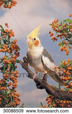 Stock Photograph - juniors, nymphicus, 
animal, animals, 
bird, birds, cockatiel. 
fotosearch - search 
stock photos, 
pictures, images, 
and photo clipart