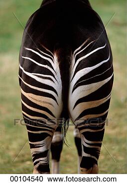 Stock Photography - juniors, okapia, 
animal, animals, 
arse, back, backside. 
fotosearch - search 
stock photos, 
pictures, images, 
and photo clipart
